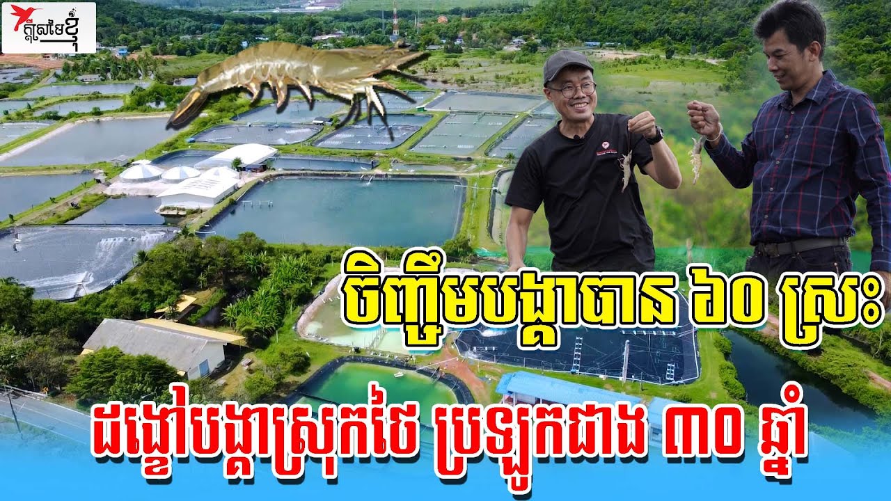 ដង្ខៅបង្គាចន្ថាបុរី គាត់ចំណាយពេលស្ទើរមួយជីវិត រកស៊ីចិញ្ជឹមបង្គារហូតក្លាយជាដង្ខៅបង្គា