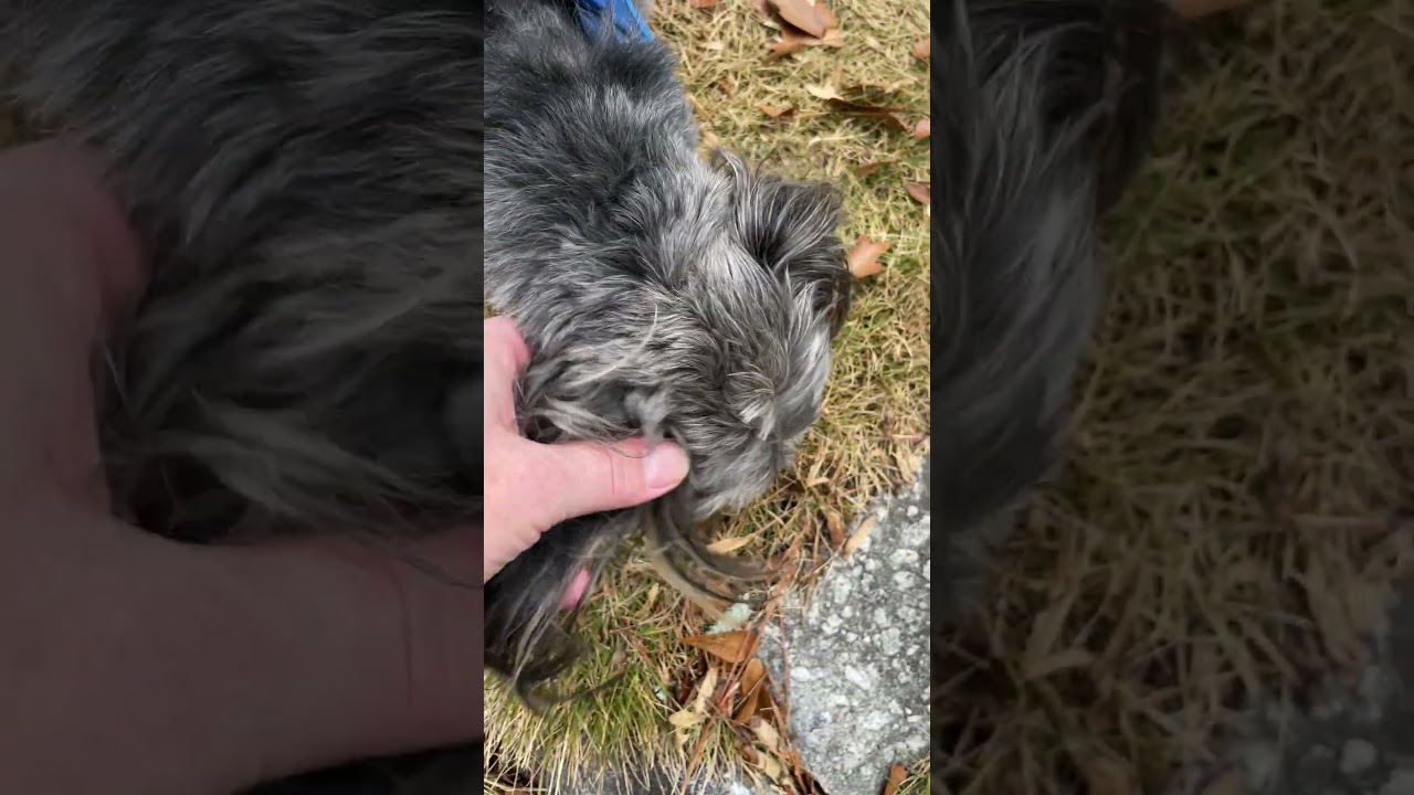 Bentley Gets Tangled Up While Trying To Solve the Mysteries on the Street.