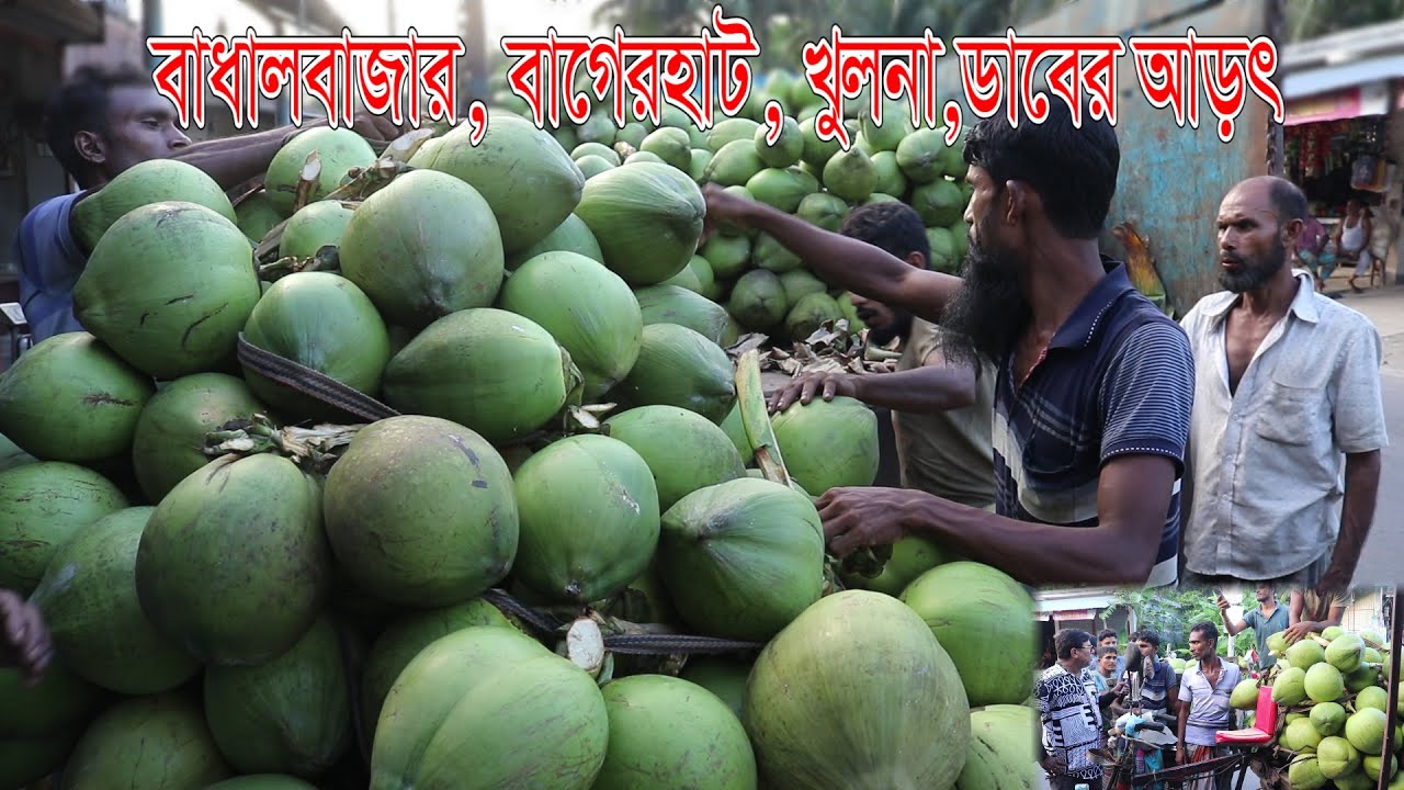 সরাসরি ডাব বাগান থেকে ডাব কেটে বেপারীরা কিভাবে বাংলাদেশের বিভিন্ন আড়ৎ এ পাঠান | Chaka Bazar| Coconut