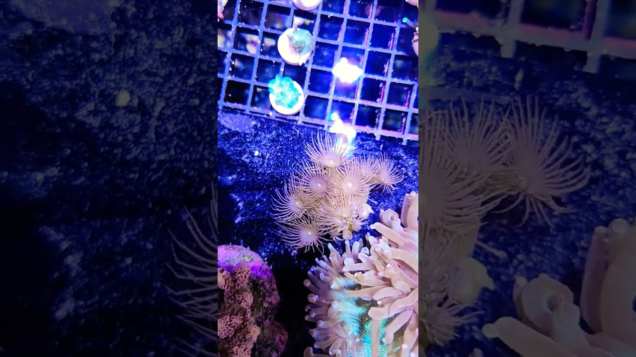 желтые зоантидные полипы