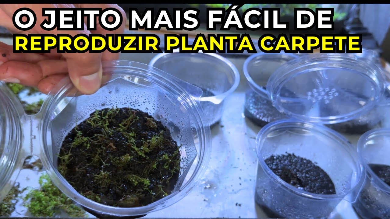 COMO REPRODUZIR PLANTAS CARPETE CUBA NO POTE SEM ÁGUA