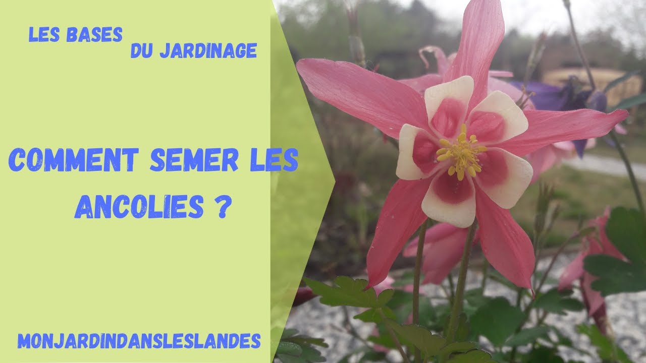Comment semer les ancolies ? - Monjardindansleslandes