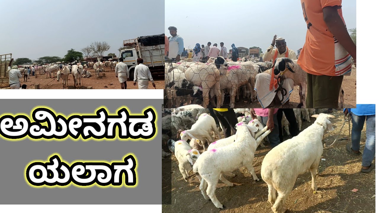 9482780776. amingada yalaga yalaga sheep