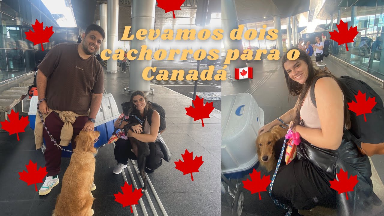 Como levamos dois cachorros para o CANADÁ | Passo a passo, perrengues, documentos, preço…