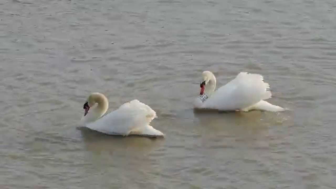 DANZA D'AMORE