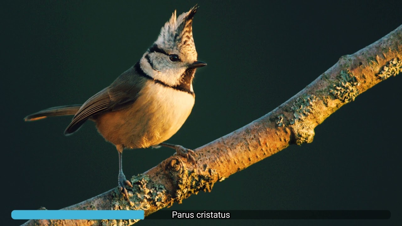 Parus cristatus