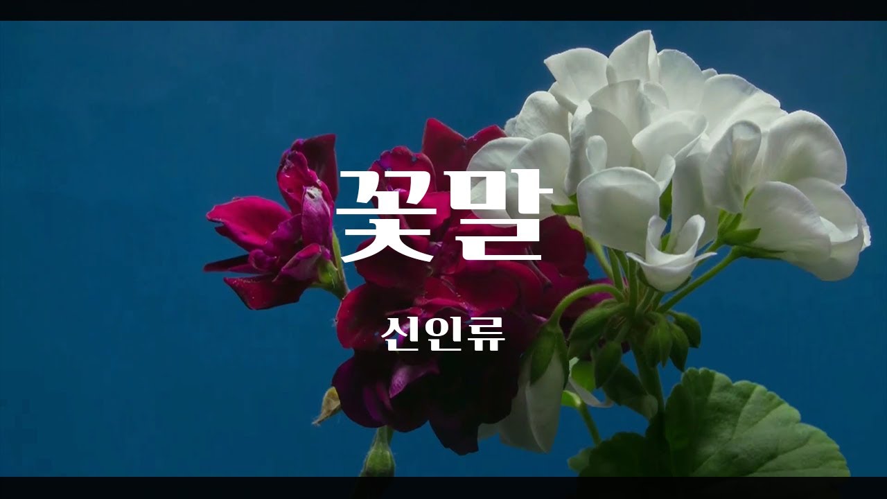 우리의 낭만은 하나뿐인 꽃말이 될 거야. 신인류 - 꽃말