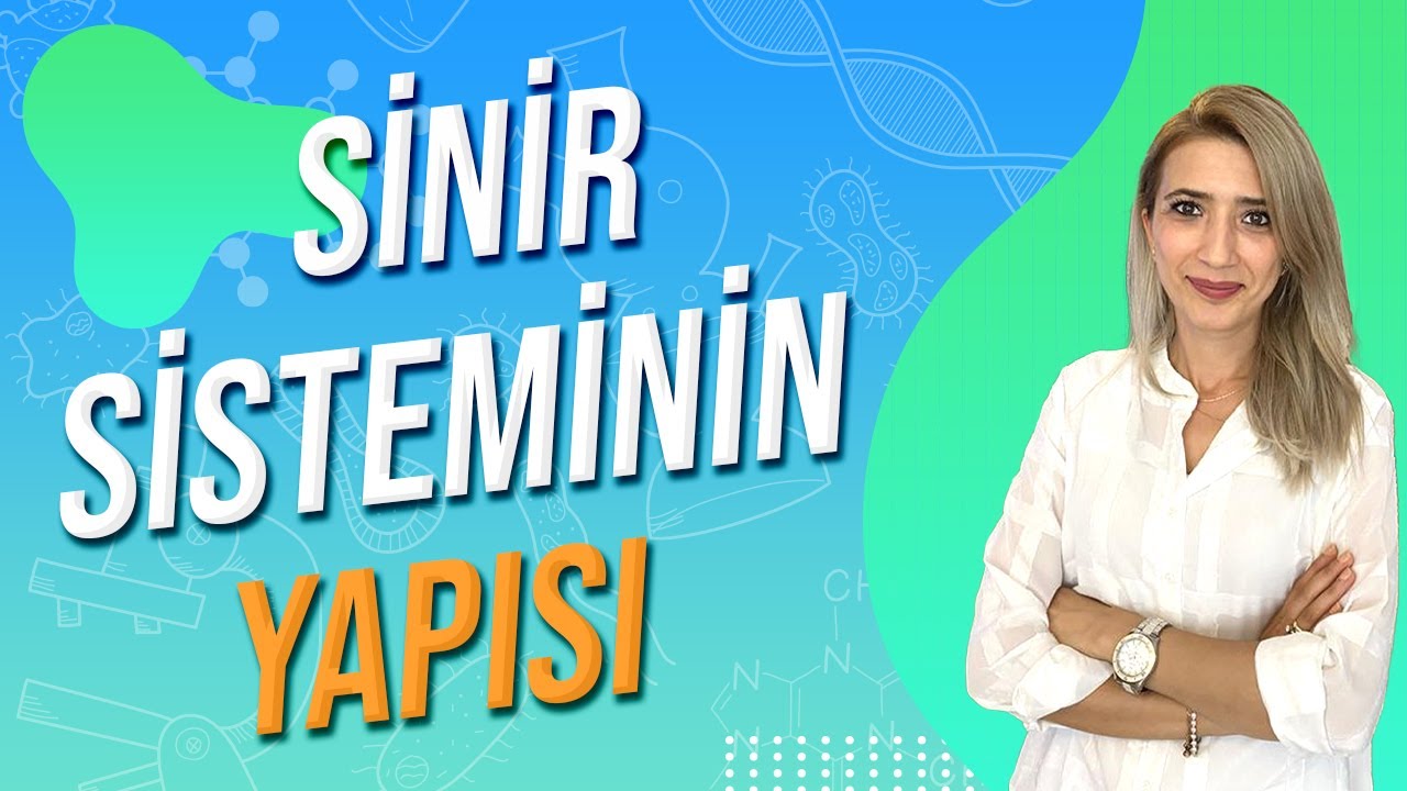 Sinir Sisteminin Yapısı  | Seda Hoca Biyoloji ( 1. Ders ) #sedahocabiyoloji #ayt2024