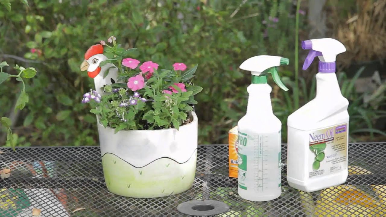 Powdery Mildew Control for Pansies : Garden Space