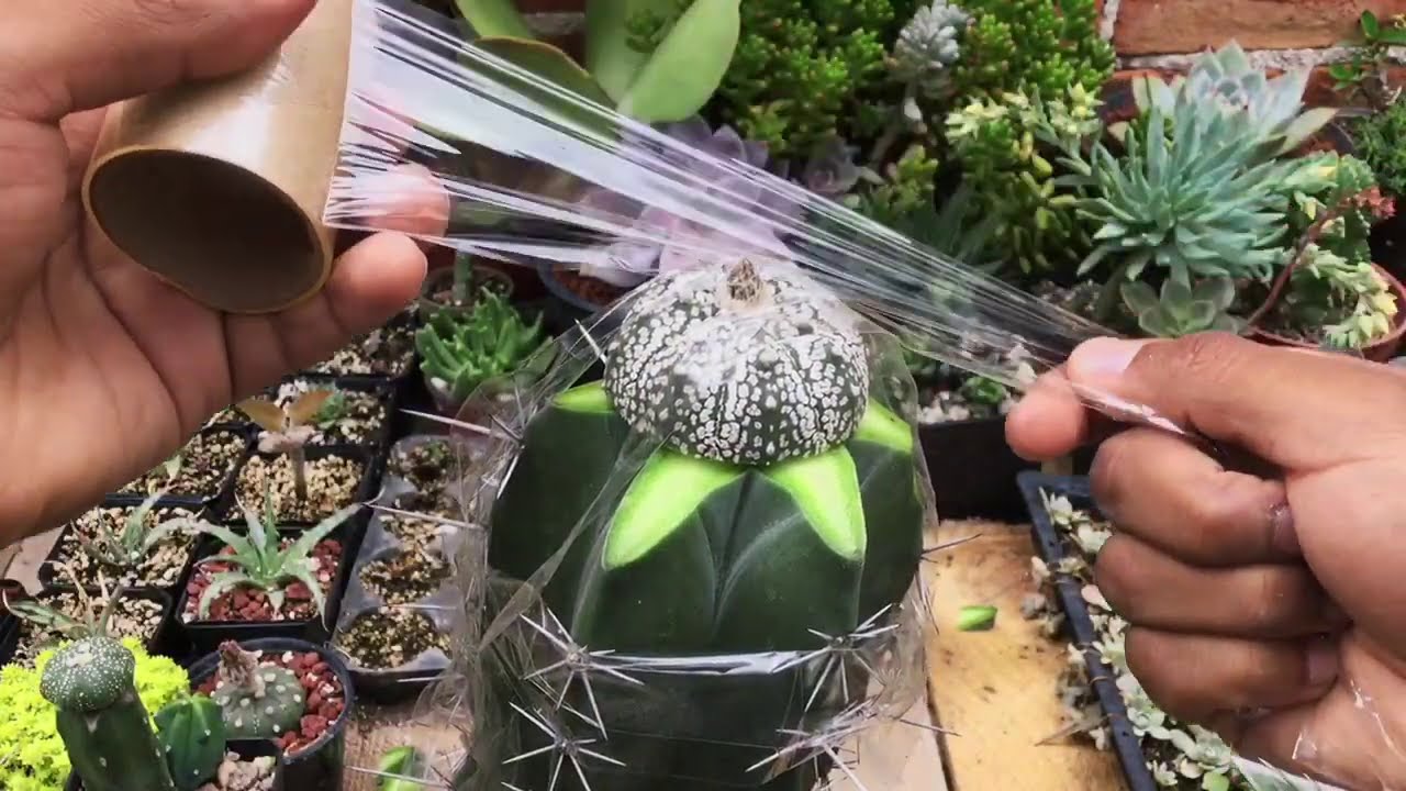 Injerto de cactus/ injertando Astrophytum asterias cv. Super Kabuto