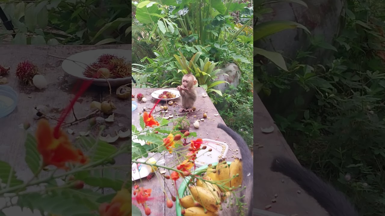 meet friend-monkey #shortsvideo #youtubeshorts #monkeys #monkeyvideo   #monkey #shorts #viral