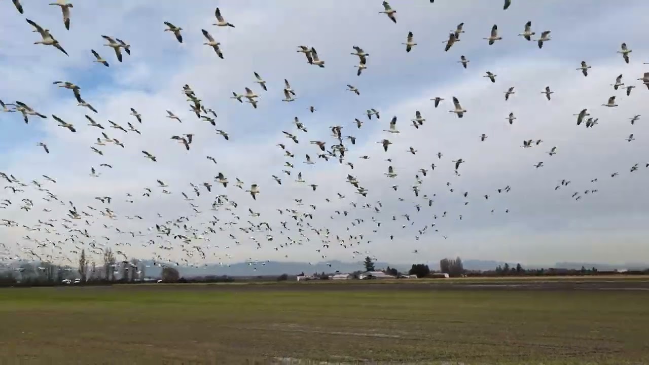 Snow Geese at Brunswick Point 