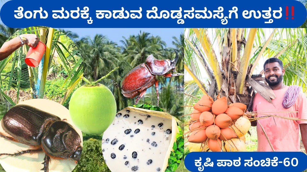 ಕುರುವಾಯಿ ಸಮಸ್ಯೆಗೆ ಸರಳ ಪರಿಹಾರ‼️ಯುವ ರೈತ ಚಂದ್ರಕಾಂತ ಗೌಡ ಅವರ ತೋಟದಲ್ಲಿ ಈ ಪ್ರಯೋಗ ಯಶಸ್ವಿ 📍ಬೆಳ್ತಂಗಡಿ ಮಚ್ಚಿನ