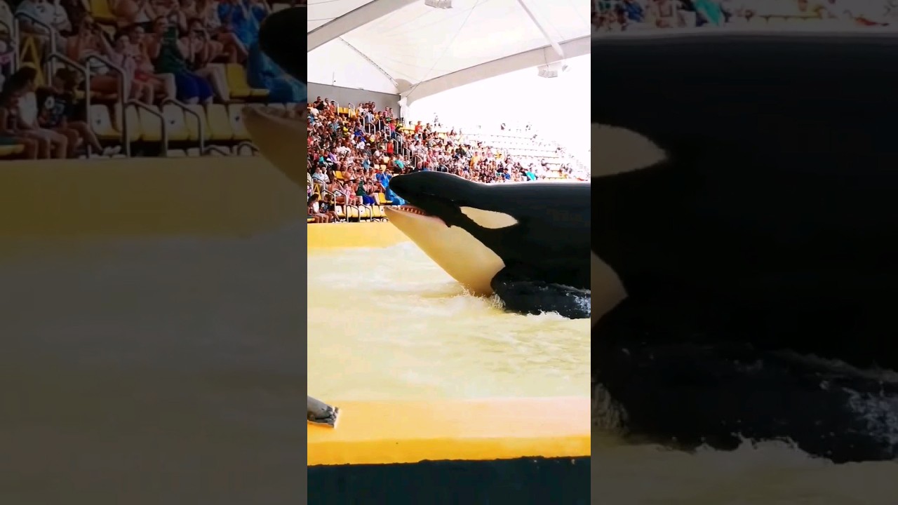 Dolphin show //cute dolphin in swiming pool 