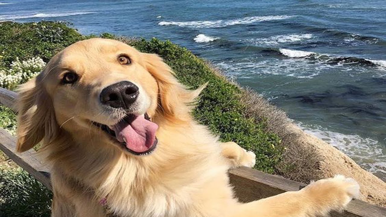 Dogs Who Love Water Compilation