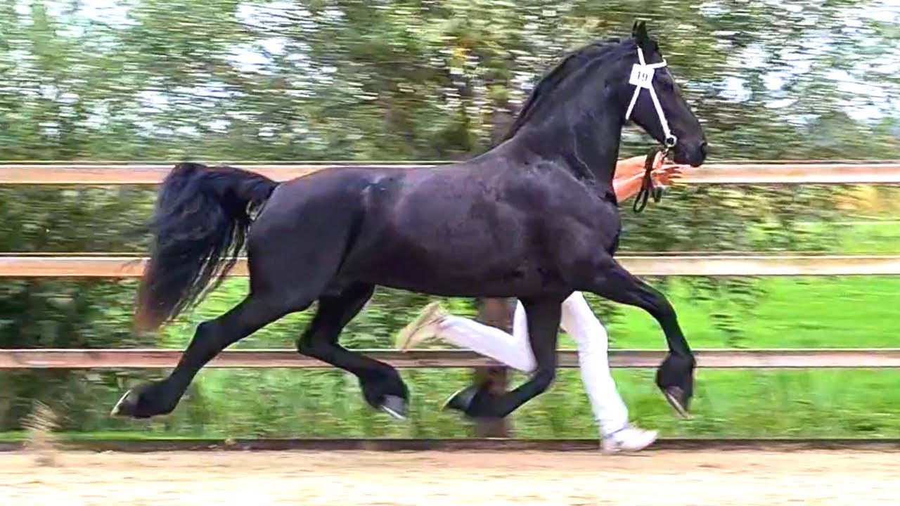 Queen👑Uniek and Reintje to the inspection! Friesian Horses