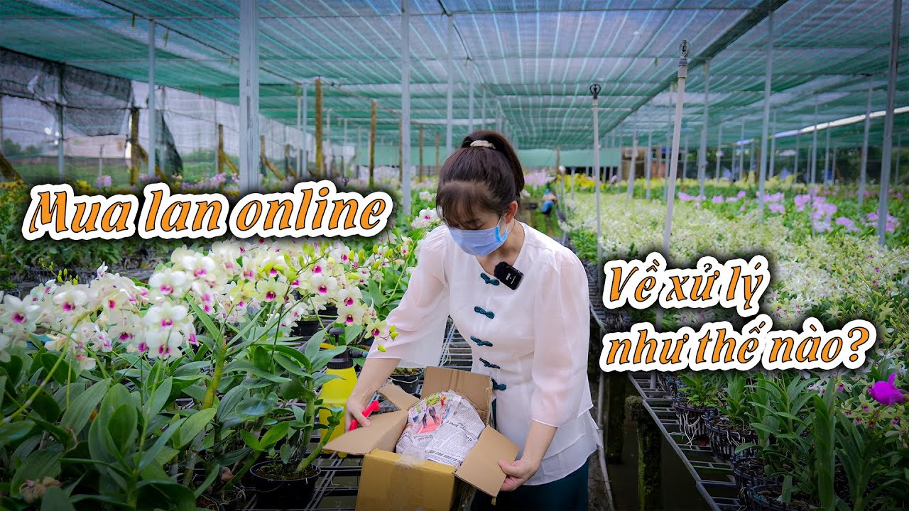 CÁCH XỬ LÝ CÂY LAN MUA TỪ ONLINE. ĐỂ CÂY KHỎE MẠNH KHÔNG BỊ CHẾT.