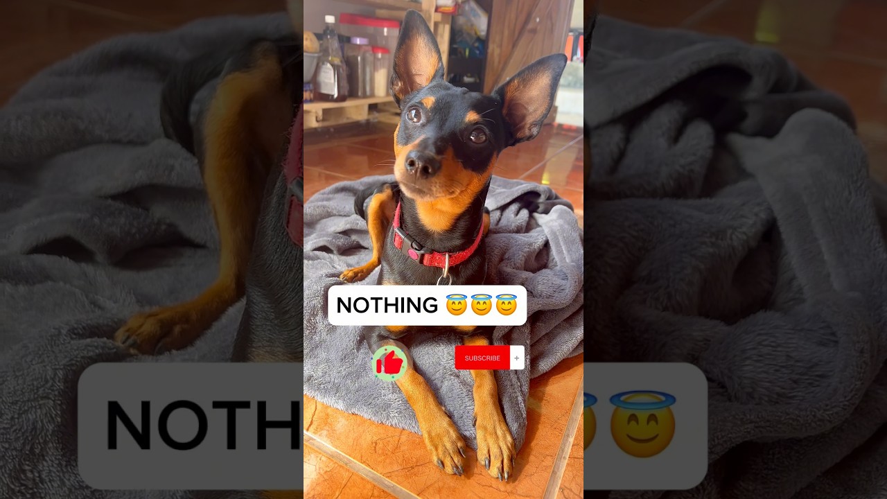 When I ask my Miniature Pinscher what he did 😂