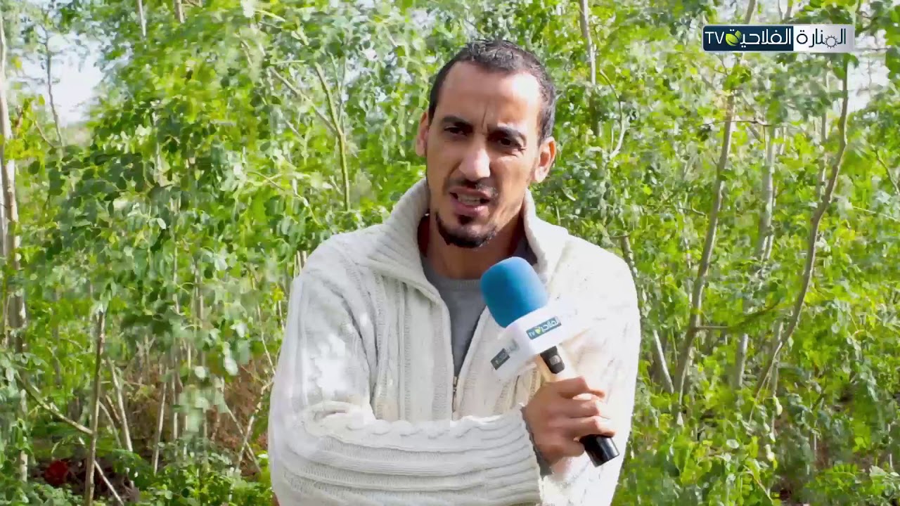لأول مرة في تونس .... نجاح زراعة شجرة المورينجا