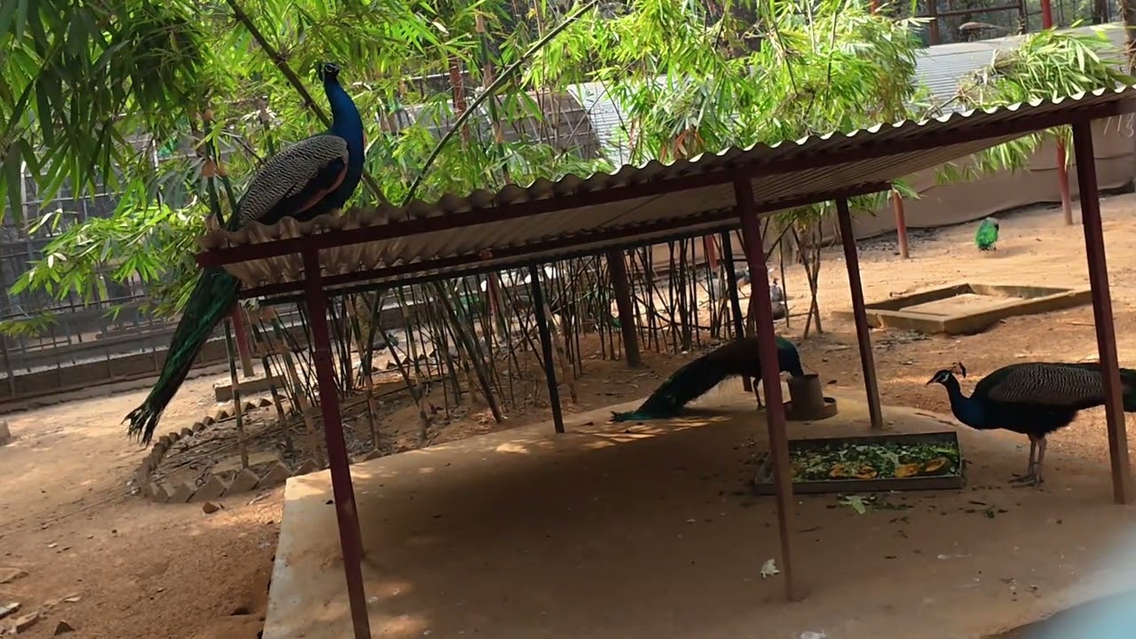 Peacock and family special day today | ময়ূর