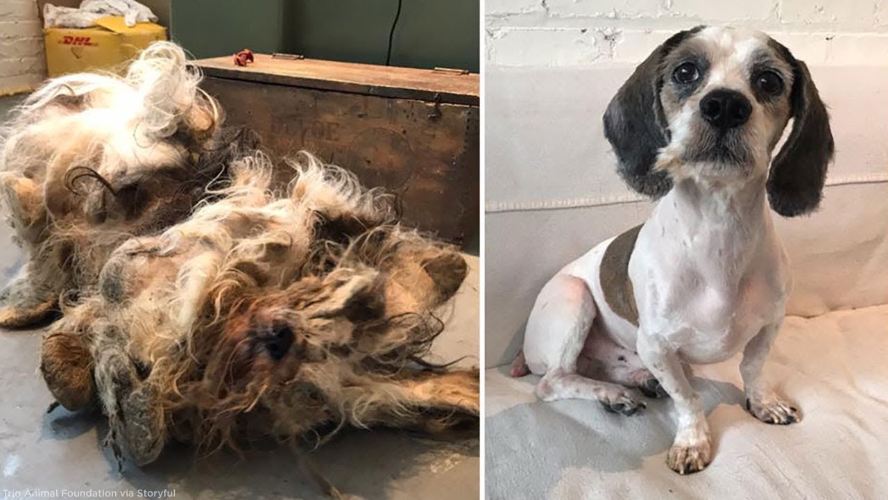 'Horribly neglected' dog gets remarkable transformation