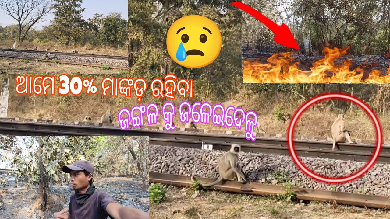 ଆମେ କାମ ସମୟରେ 30%ଜଙ୍ଗଳ ଜଳେଇଦେଳୁ 😢Aame Kaamo Samyare 30% Jangala Jaleidelu💔🥹#iswarhuikavlogs 