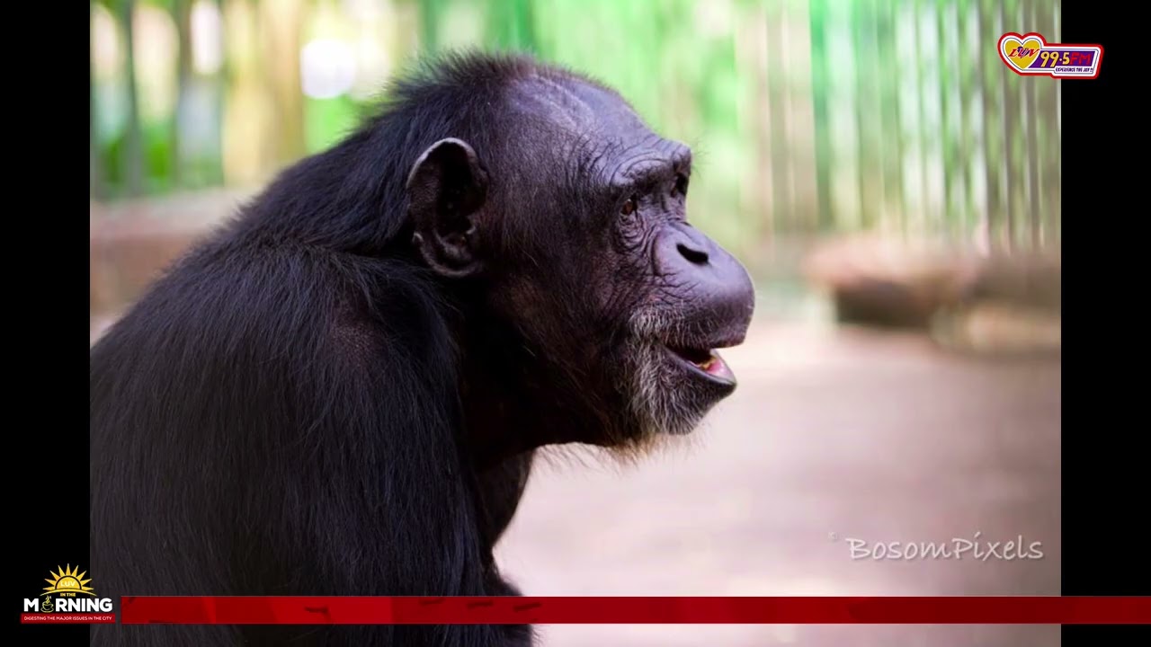 Students Dominate Visits to Kumasi Zoo with 80% Attendance