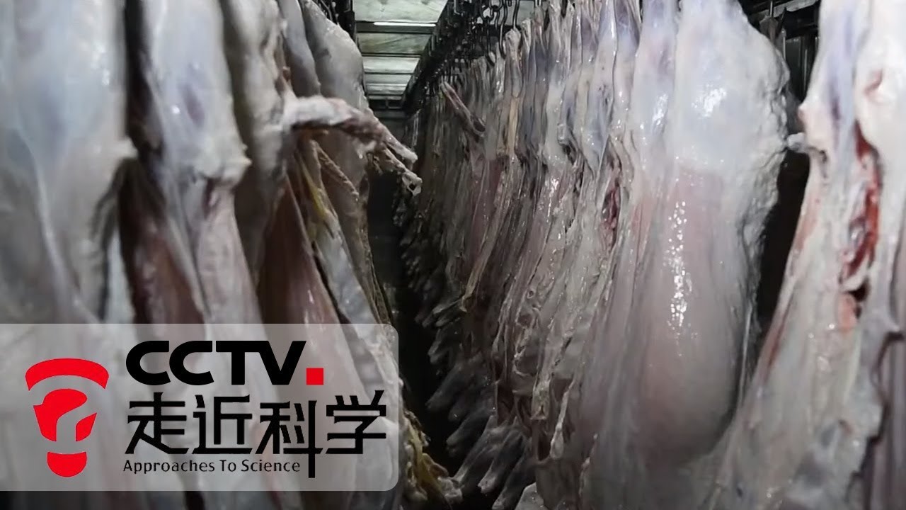 《走近科学》 保鲜加工有绝招 20190924 | CCTV走近科学官方频道