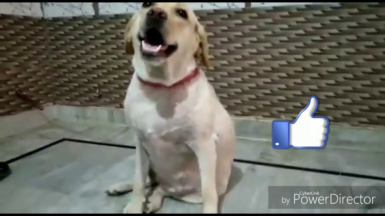 How to confirm Labrador female dog is pregnant l  Perry the queen