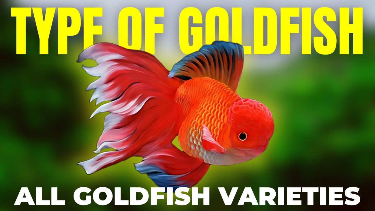 15 Type Of Goldfish For Your Freshwater Tank (All Goldfish Varieties)