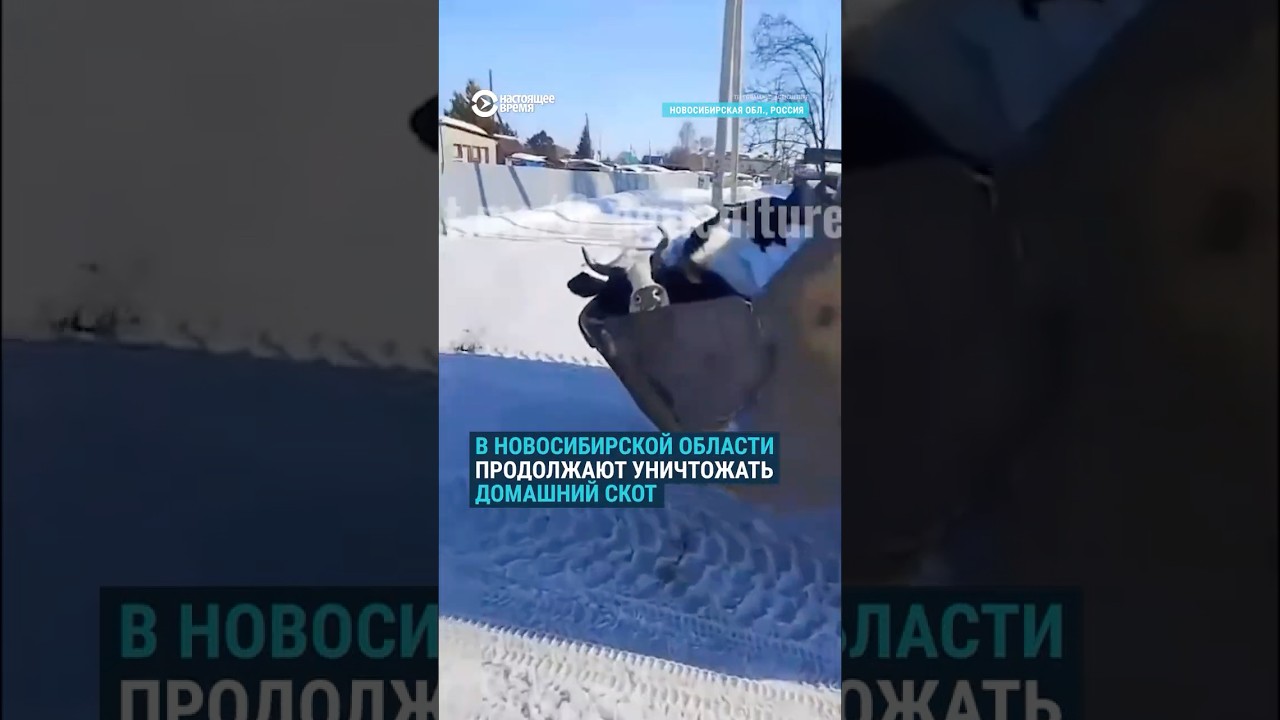 Новые протесты против забоя скота в Сибири