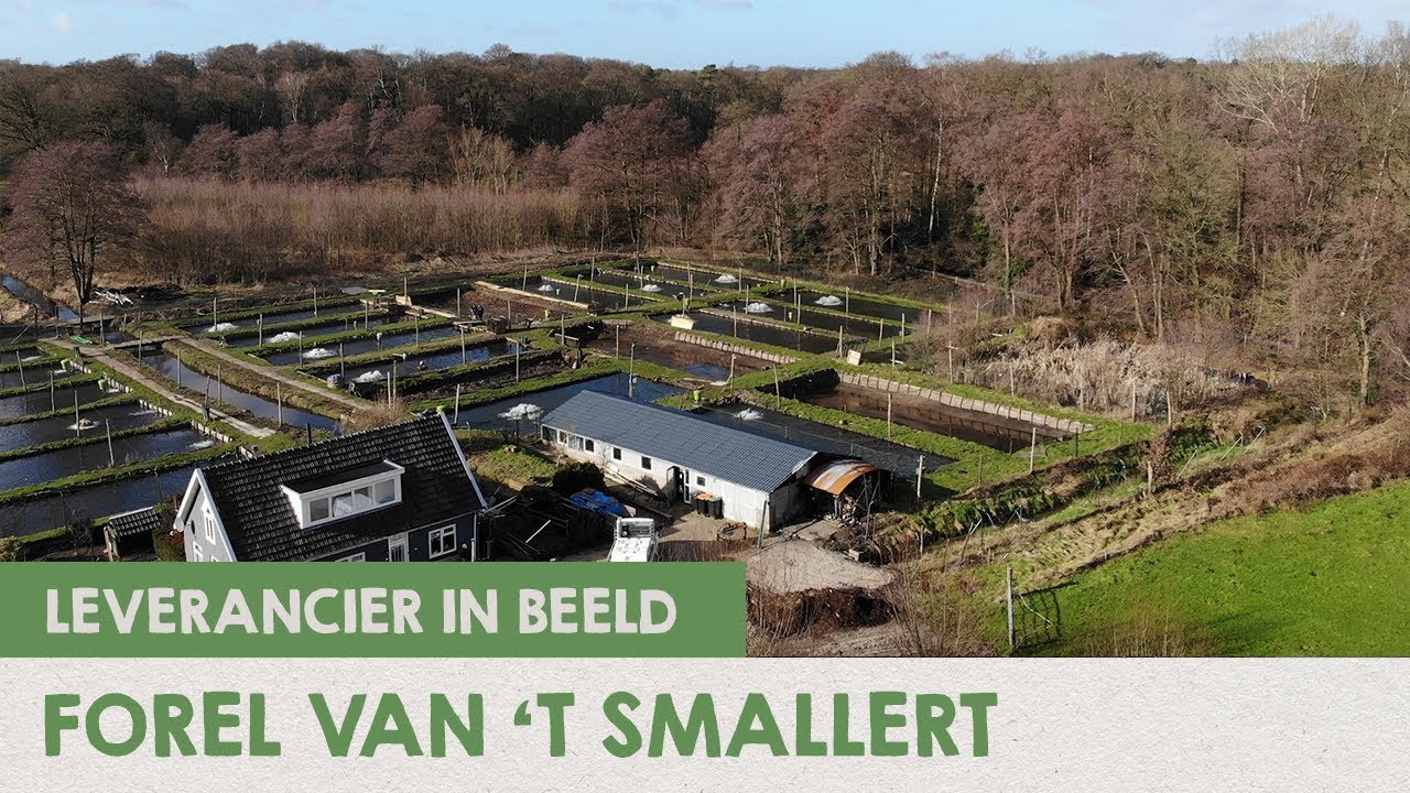 Duurzaam en ambachtelijk gekweekte forel van ‘t Smallert | IK KOOK BEWUST
