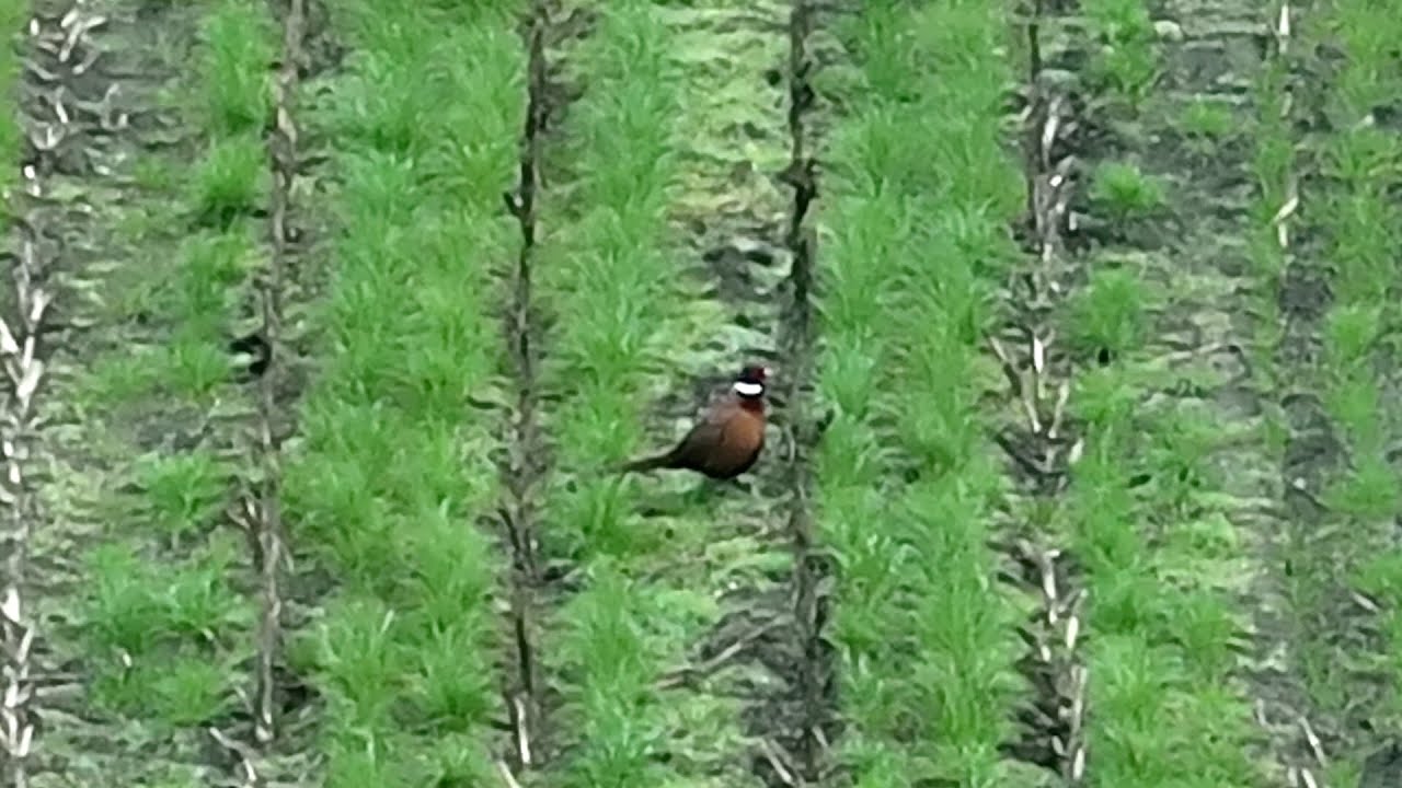 AI Bird detection, AI vogel detectie