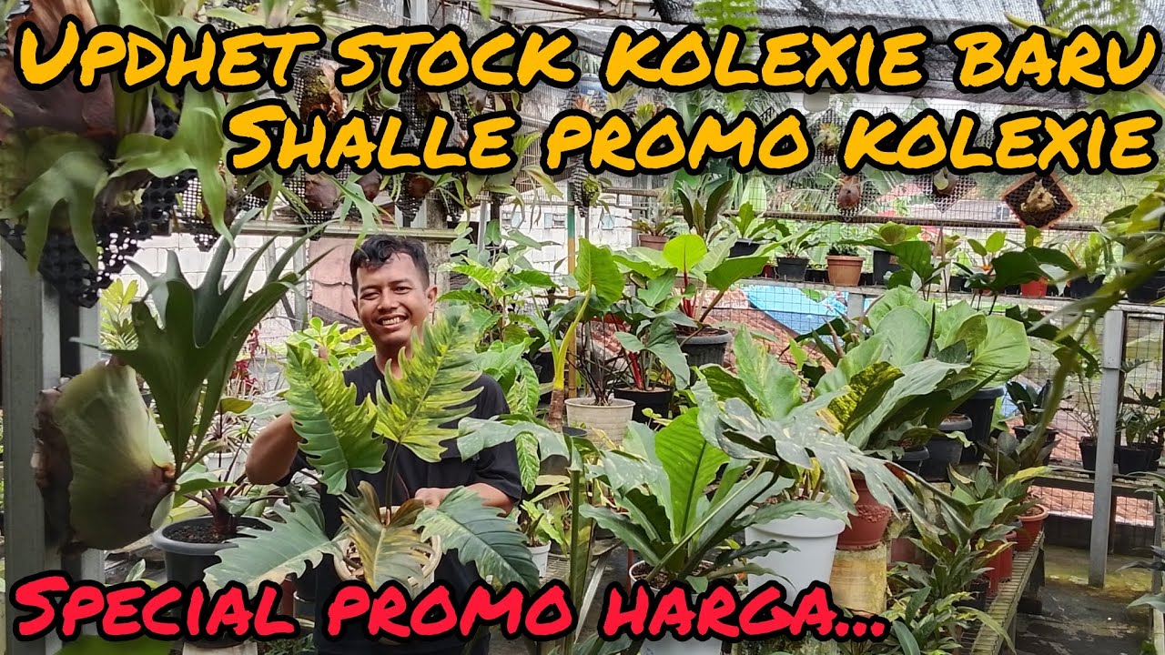 UPDHET STOCK KOLEXIE BARU SHALLE PROMO KOLEXIE😯