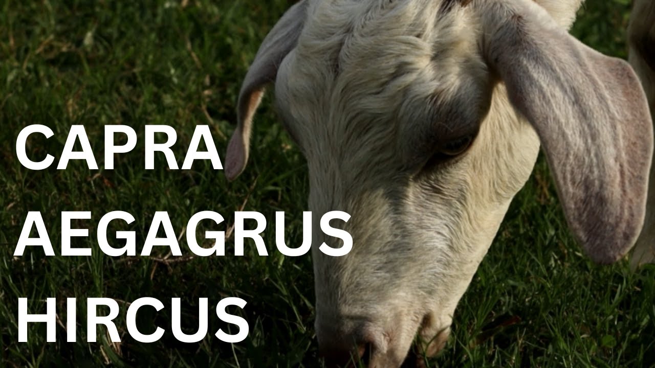 Capra Aegagrus Hircus: The Graceful Domestic Goat 🐐✨ #Nature'sCharm #AnimalKingdom