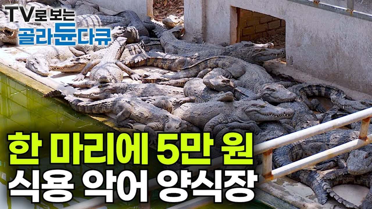 1,000마리 악어가 뒤엉킨 우리에 들어가면 누가 식용일까?｜살벌한 포식자를 잡아다 포장부터 배달까지!｜키워서 바로 꺼내먹는 캄보디아 대량 식용 악어 양식장｜극한직업｜#골라듄다큐