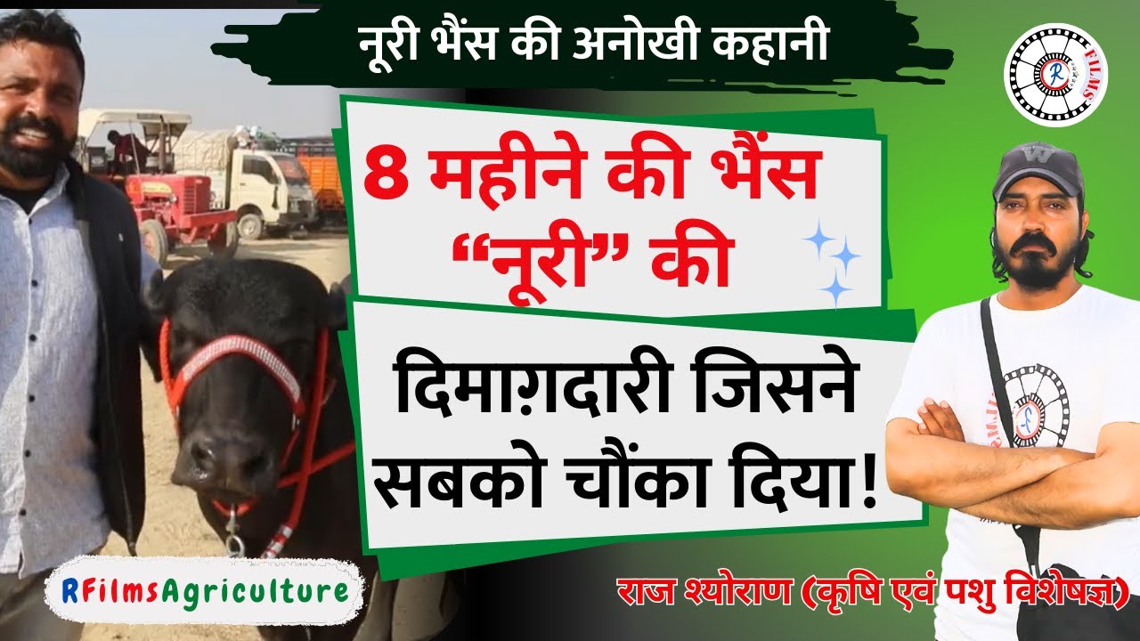 How Noori Became the Smartest Buffalo Baby Ever!