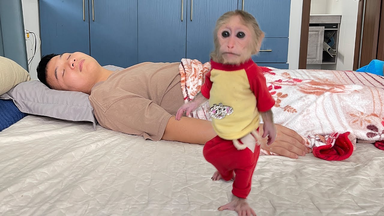 Naughty Cubis monkey runs away from Dad to go play!