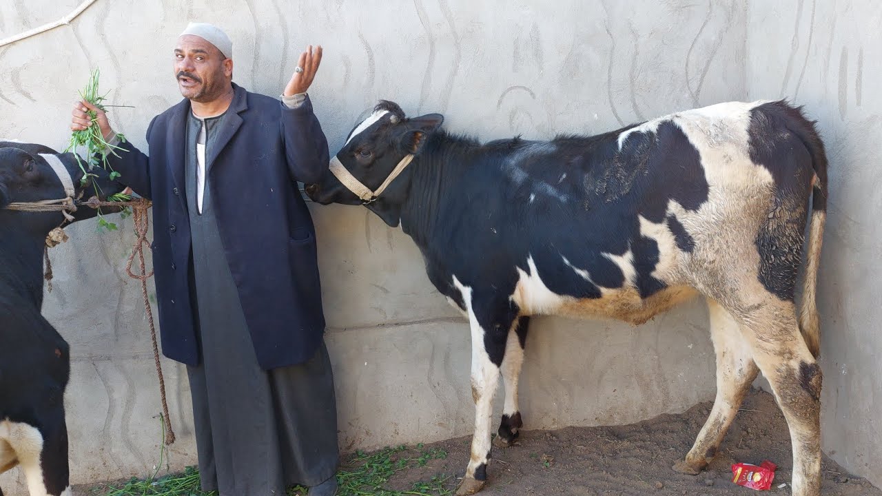الحاج احمد يعود بصفقه الدمار الشامل في العجميات البقر العشر اسعار ببلاش البلاش