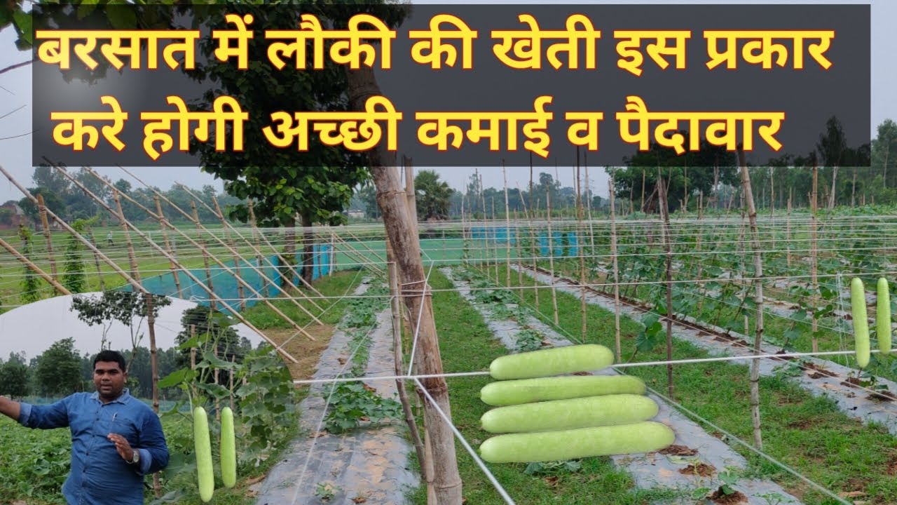 Bottle Gourd farming/Lauki ki kheti/लौकी की खेती मचान विधि से | लौकी, lauki ki kheti