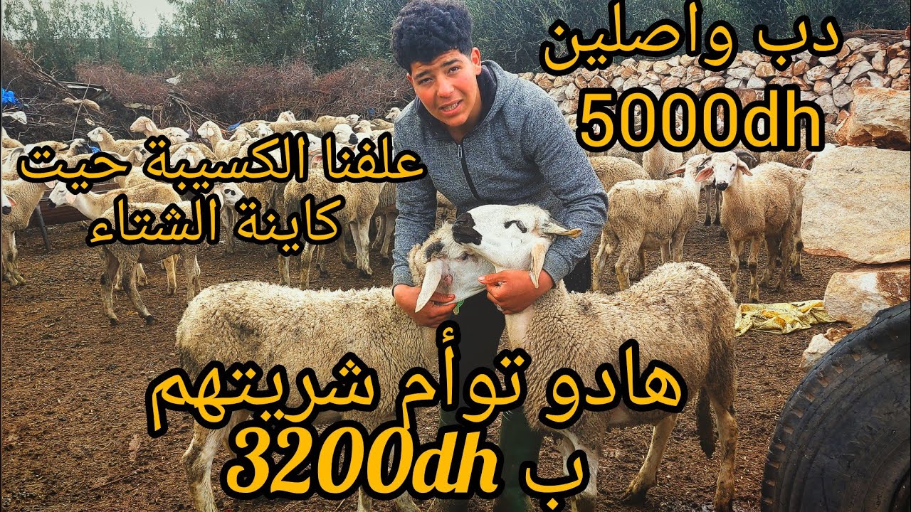 علفنا الكسيبة حيت كاينة الشتاء و هدا هو العلف (دخل تستافد)