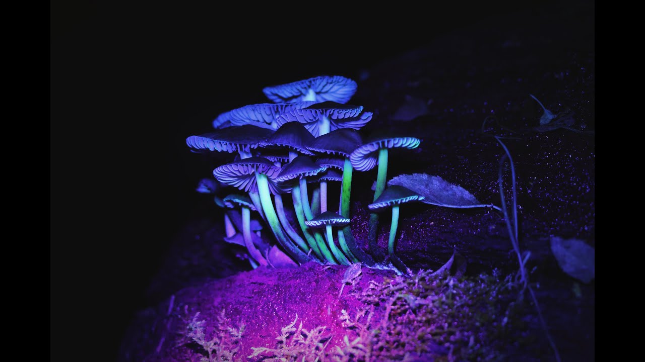 Mushrooms in UV