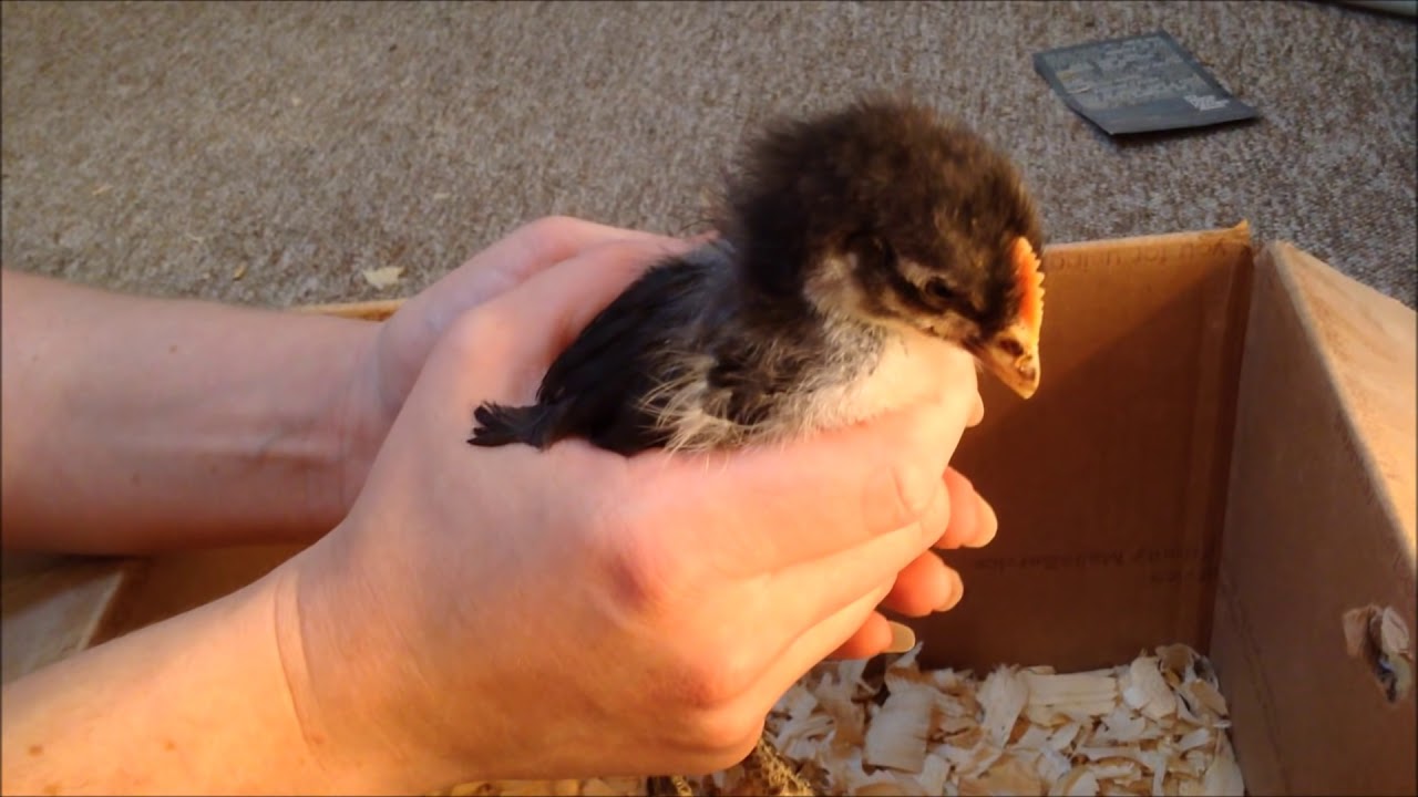 How to Tell if A Chick is a Hen or Roo