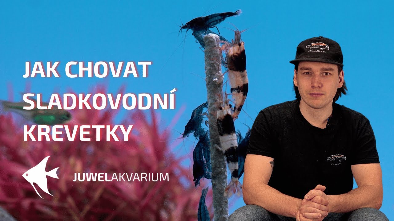 Jak chovat sladkovodn&iacute; krevetky - v&scaron;e co potřebujete vědět o chovu krevetek