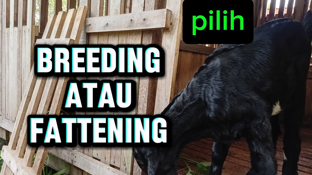 Breeding atau fattening#goatfarming#farm#etawa#jawarandusuper 