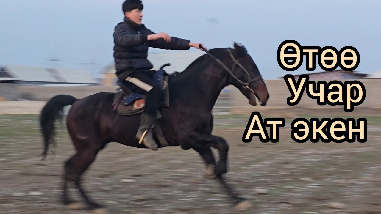 Бүгун 16 февраль  2026 Өтөө жеңил Ат экен жаныбар #продажалошадей #horse #атбазар #rek #жанылыктарт
