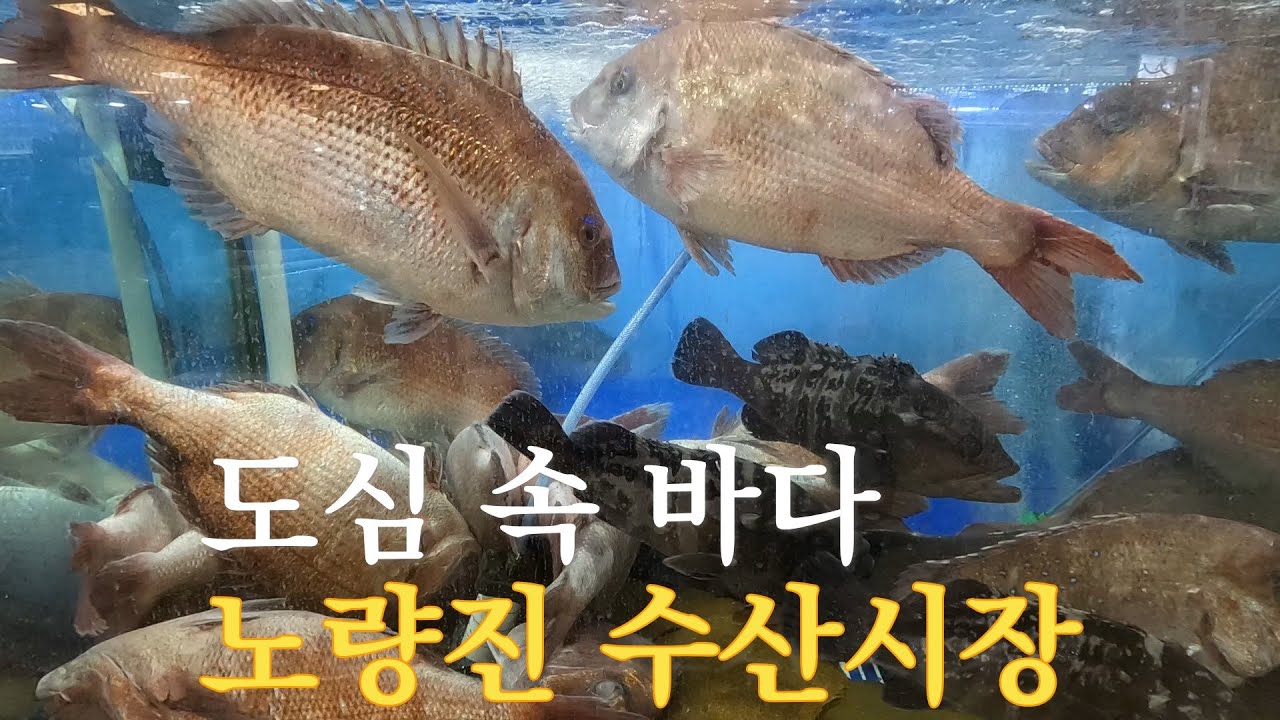 [노량진수산시장] 도심 속 바다! 노량진 수산시장 #노량진수산시장 #노량진 #수산시장 #방어 #갈치#도미 #굴 #대구 #굴비 #회 #건어물 #고등어 #광어