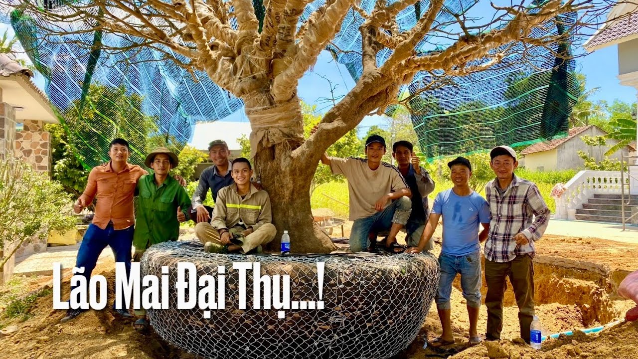 Giao dịch làm chấn động làng cây cảnh, cha chuyển nhượng lại cho con trai.
