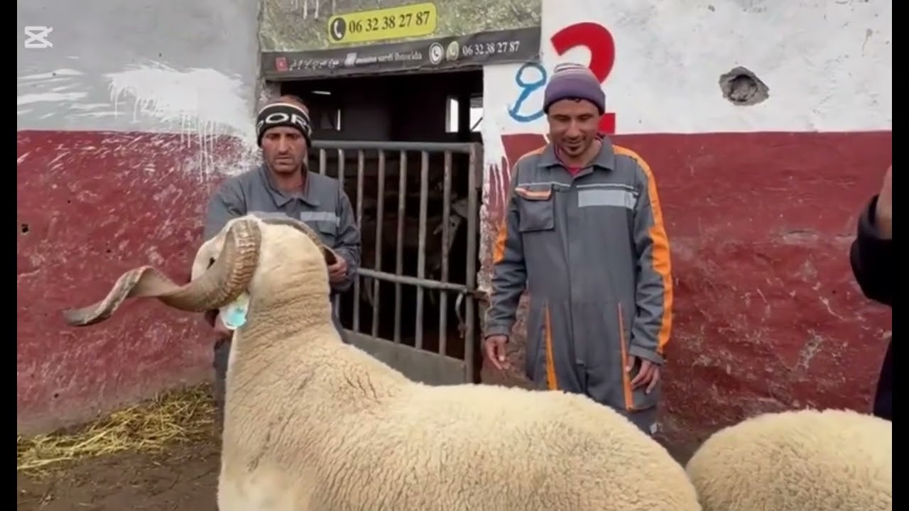 أجود فحول من ضيعة إبن رضى عام على عام كبهرنا 