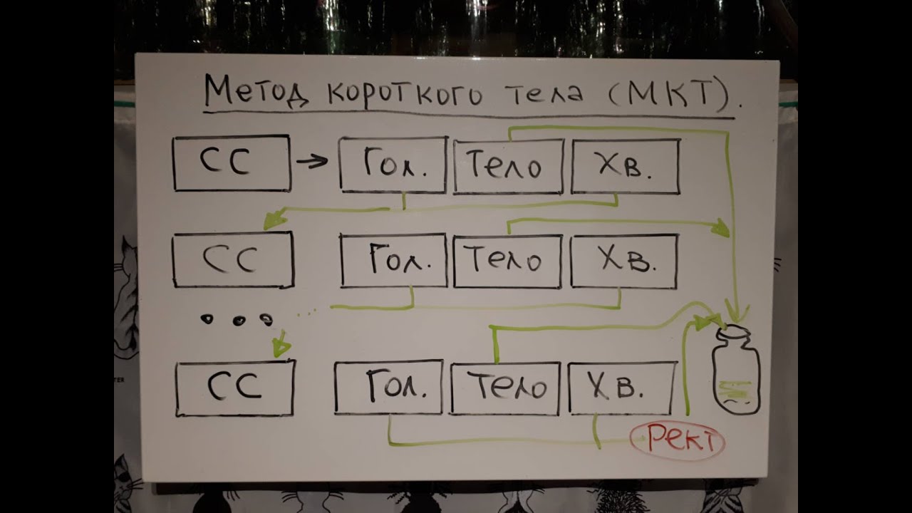 Метод короткого тела (МКТ). Кольцевание голов и хвостов